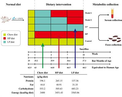 Effect of dietary protein content shift on aging in elderly rats by comprehensive quantitative score and metabolomics analysis